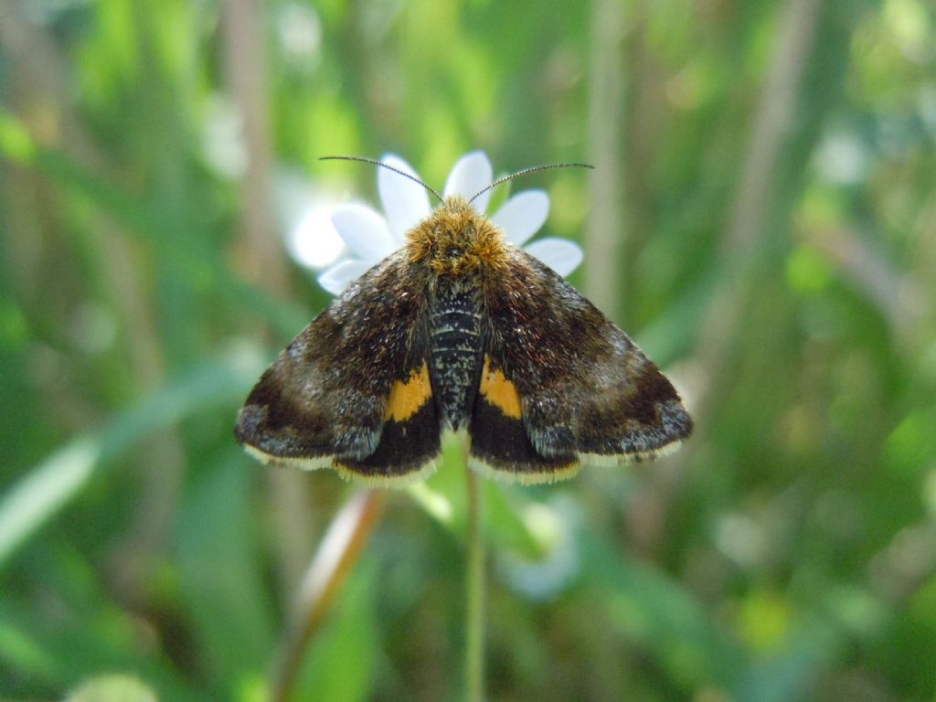 Panemeria tenebrata da confermare